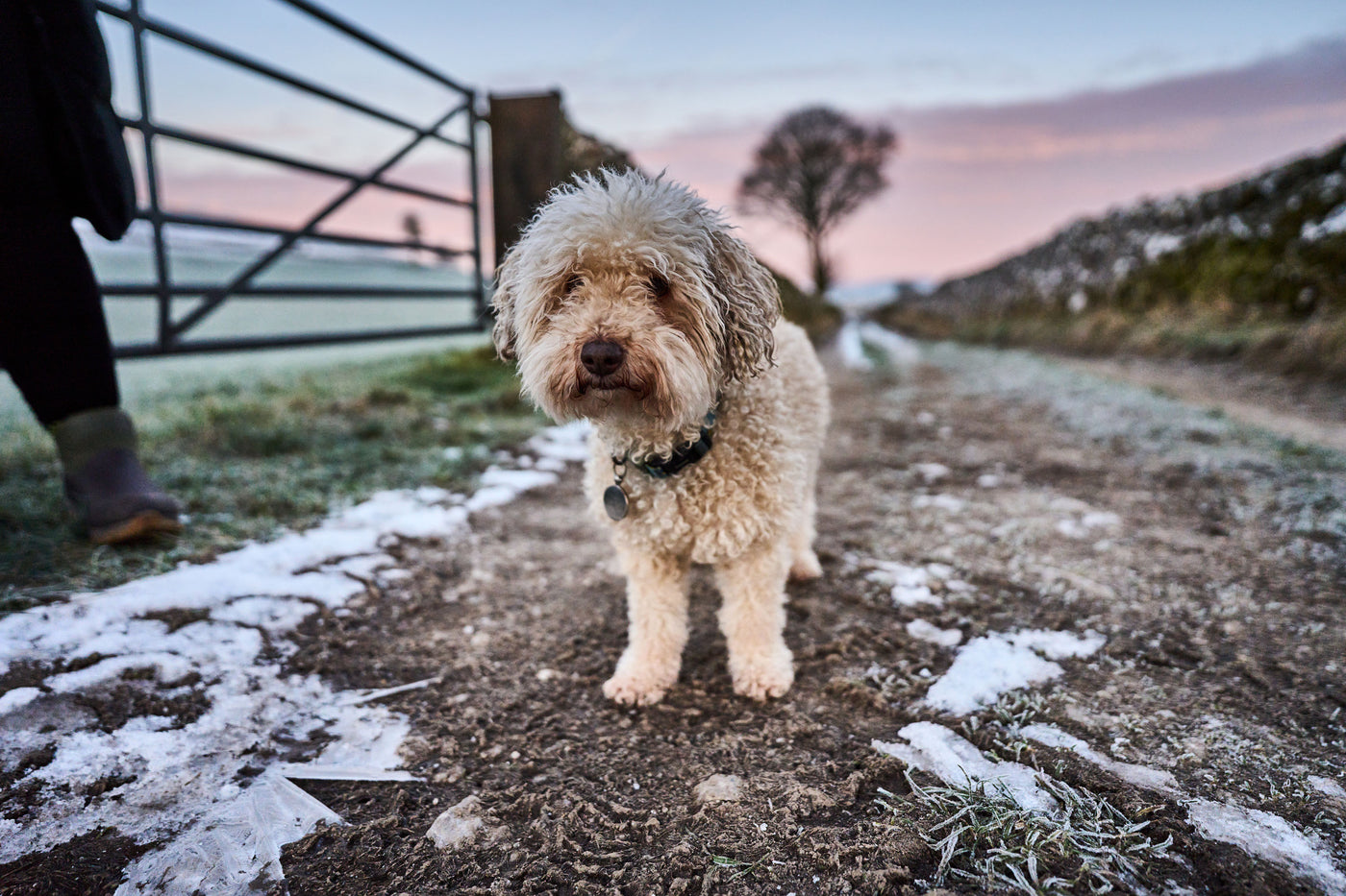 Ein kleiner cremefarbener Cockapoo steht auf einem vereisten Weg