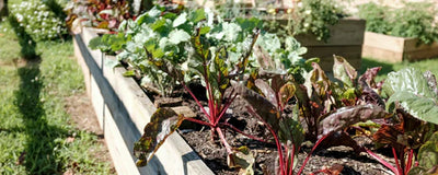 DEN GARTEN IN 3 SCHRITTEN AUF DIE BEPFLANZUNG VORBEREITEN