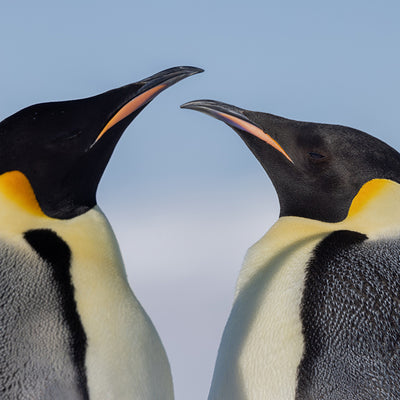 Zwei sich gegenüberstehende Pinguine