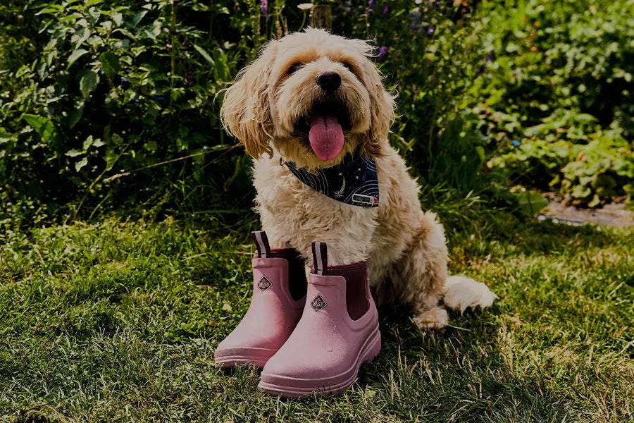 Ein Hund in einem rosa Paar Muck Boots Rainscape Stiefel auf einer Rasenfläche