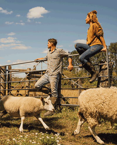 Ein Mann und eine Frau sitzen an einem sonnigen Tag auf einem Tor, Schafe rennen vorbei